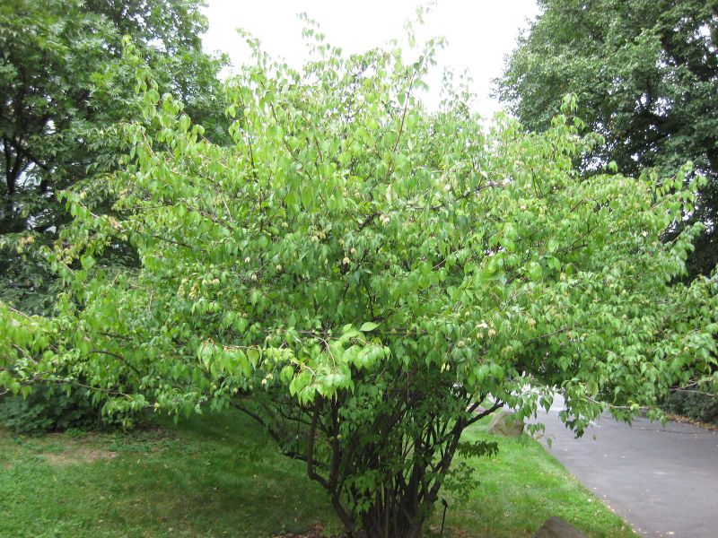 File:IMG 1332 bbg09.jpg
