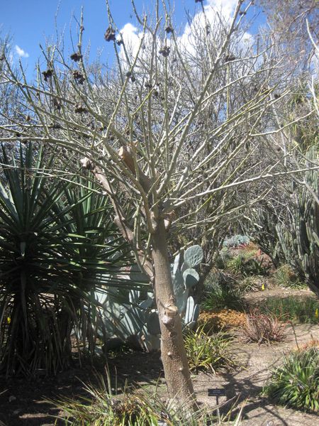 File:IMG 2249 hunt0903.jpg