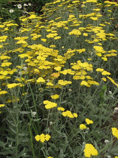 File:IMG 6857 hunt09jun.jpg