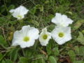 Thumbnail for version as of 17:54, 20 November 2007