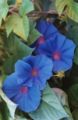 Ipomoea indica