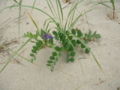 Pancake Bay sand dunes, Ontario, Canada