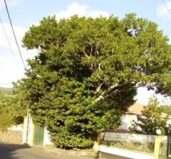 Ocotea foetens (Terra Chã, Azores).