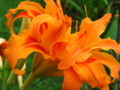 Thumbnail for version as of 05:39, 20 February 2008