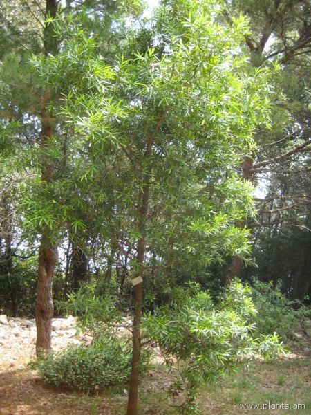 File:Podocarpus elatus-IMG 3057 lokrun.jpg