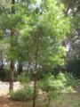 podocarpus elatus