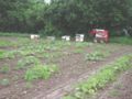 Placing honey bees for pumpkin pollination in Mohawk Valley, NY