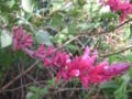 Salvia wagneriana