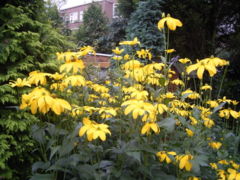 Rudbeckia laciniata