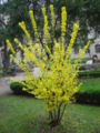 A Forsythia shrub