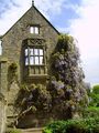 Wisteria against ruined house