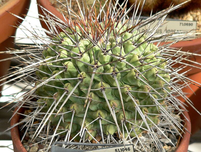 File:1010px-Thelocactus rinconensis 3.jpg