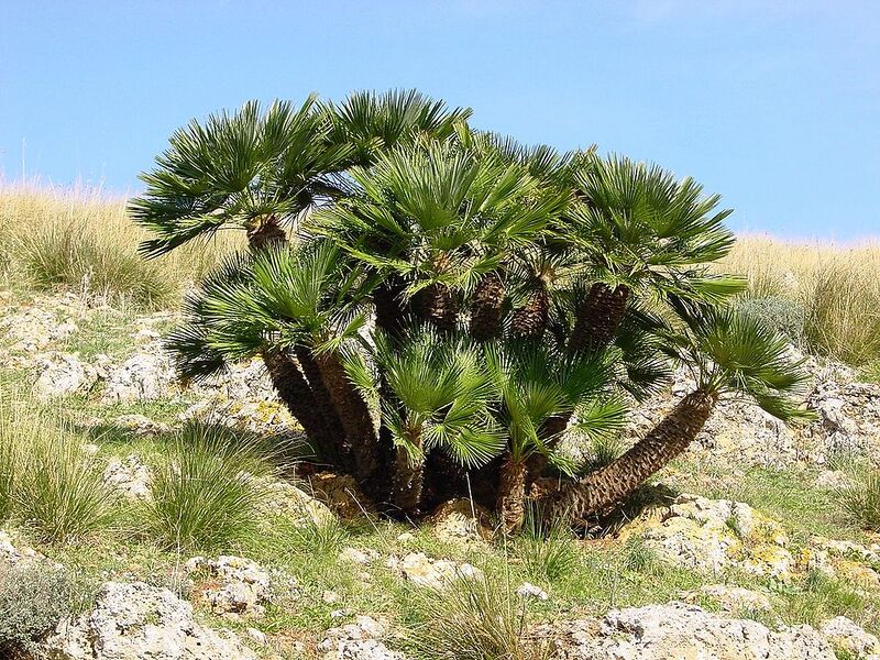 File:1024px-Chamaerops humilis (Zingaro)015.jpg