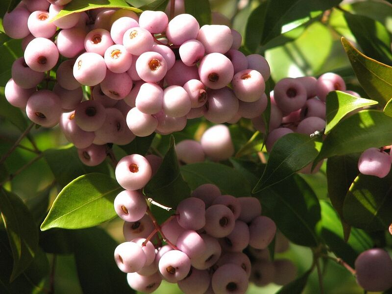File:1024px-Syzygium smithii.jpg