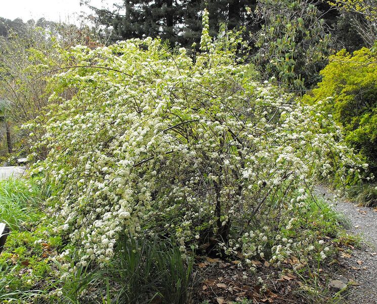 File:1272px-Spiraeablumei.jpg