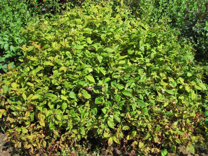 File:1280px-IMG 0150 nybg09.jpg