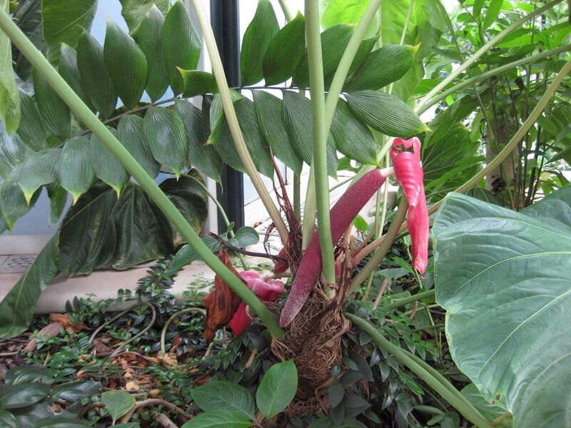 File:1280px-IMG 1811 hunt09oct.jpg