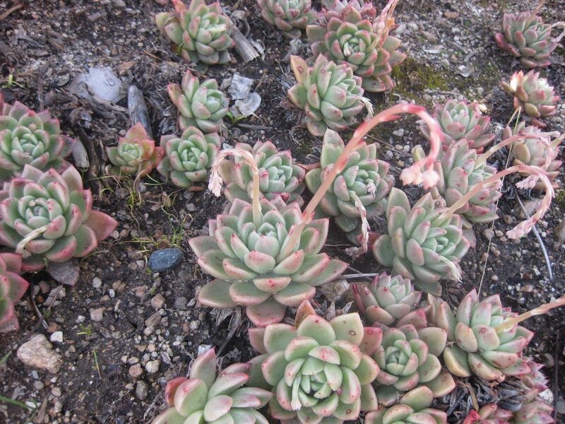 File:1280px-IMG 2307 hunt0903.jpg