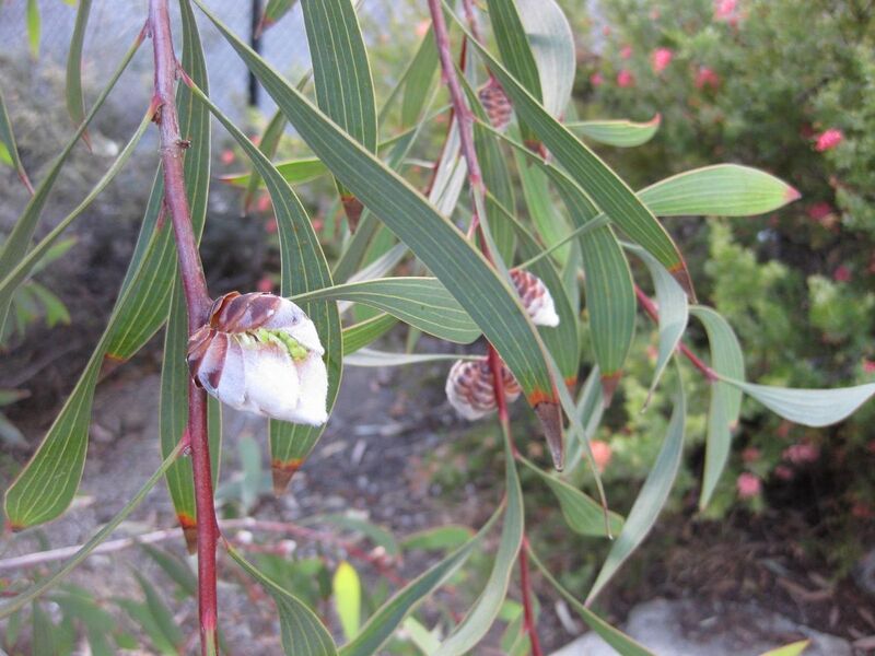 File:1280px-IMG 2746 ucla09.jpg