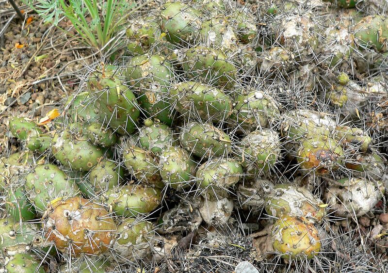 File:1280px-Opuntia fragilis 1.jpg