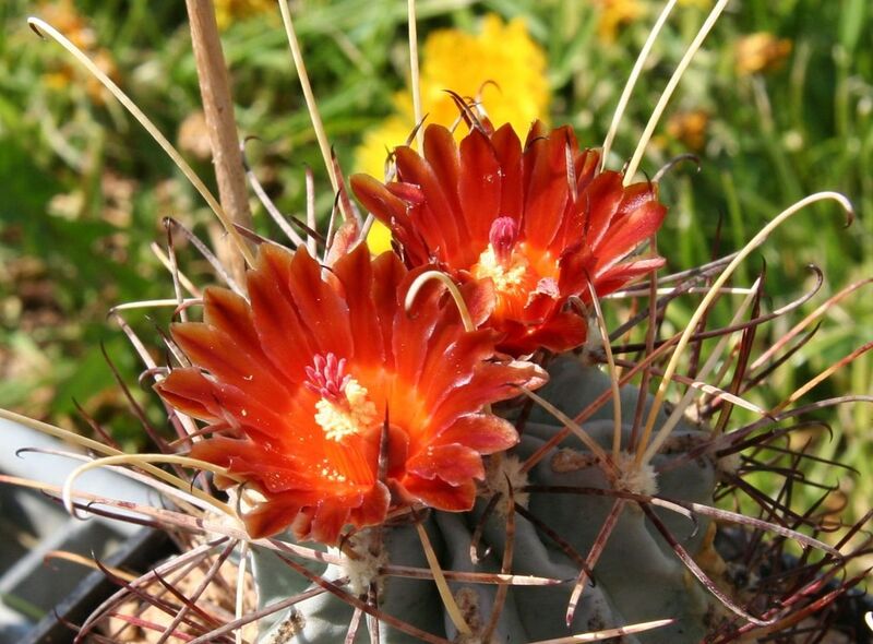 File:1280px-Sclerocactus unc wrig Flower.jpg