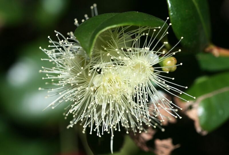 File:1280px-Syzygium australe 1.jpg