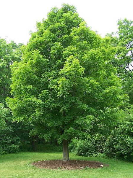 File:576px-Acer saccharum.jpg