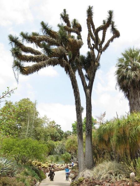 File:576px-IMG 7459 hunt09jun.jpg