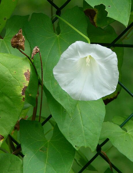 File:590px-Liseron Amiens.jpg