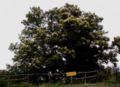 Sweet Chestnut tree