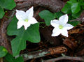 Thumbnail for version as of 12:31, 21 June 2007