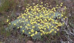 Sulphur Flower Eriogonum umbellatum
