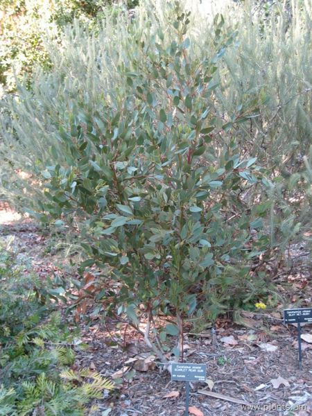 File:Eucalyptus stoatei-scarlet pear gum-IMG 0674 hunt07.jpg