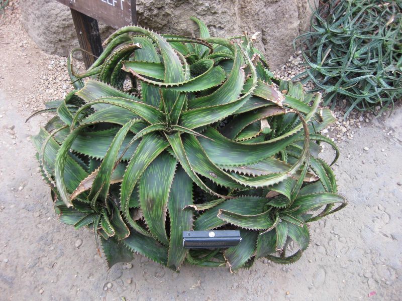 File:IMG 1246 bbg09.jpg