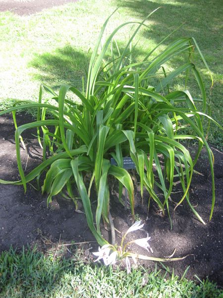 File:IMG 2104 hunt0903.jpg