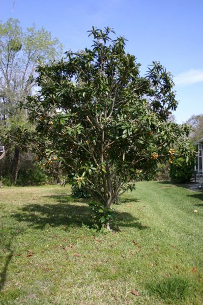 File:Loquat1.jpg