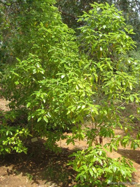 File:Pittosporum eugenoides-IMG 3162 lokrun.jpg