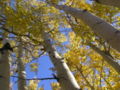 P. tremuloides (Quaking Aspen), Little Cottonwood Canyon, Salt Lake County, Utah