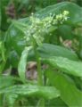 Thumbnail for version as of 16:14, 8 May 2007