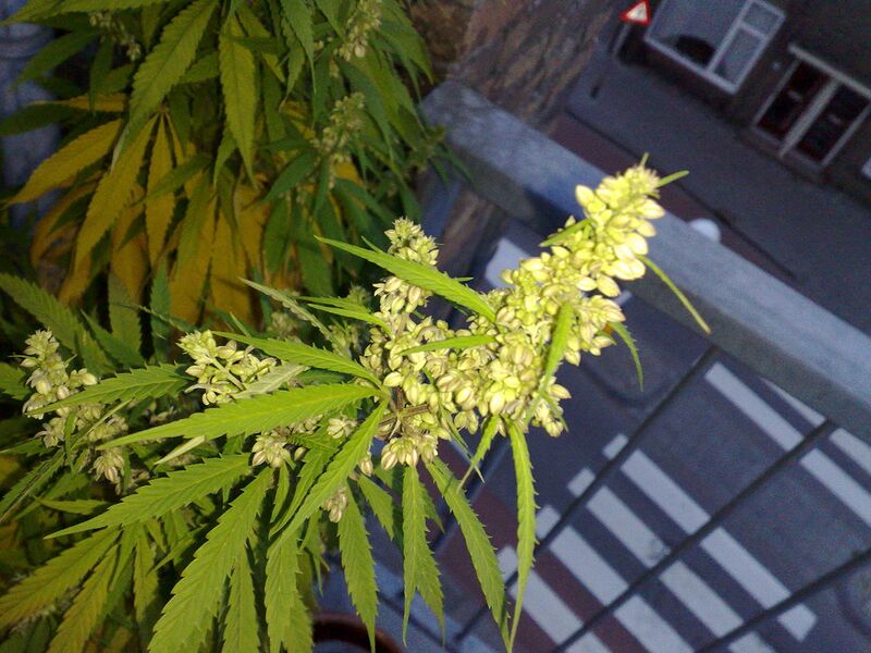 File:1280px-Flowering male marijuana plant.jpg