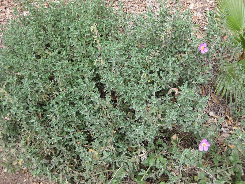 File:1280px-IMG 4952 hunt0904.jpg