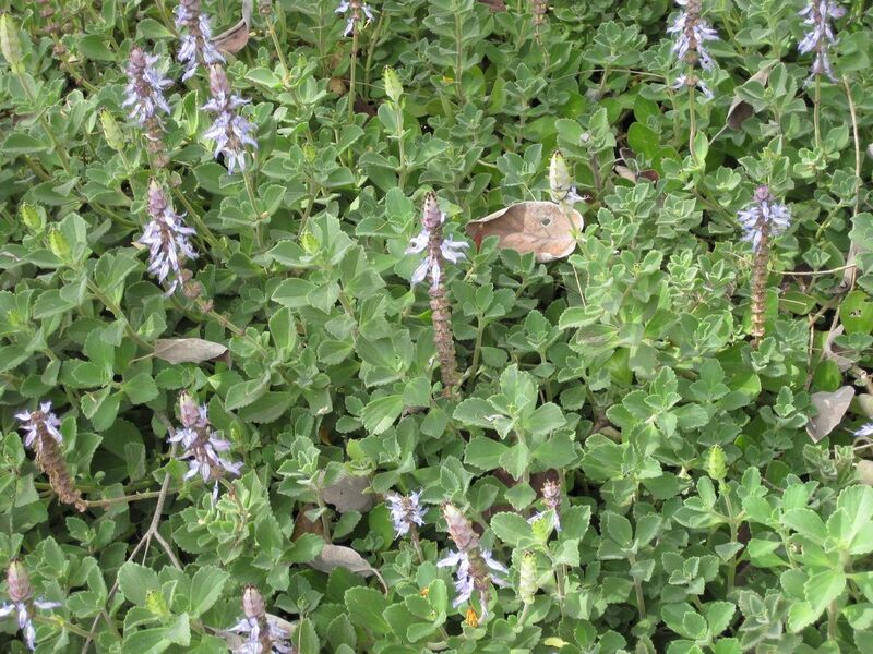 File:1280px-IMG 5143 hunt0904.jpg