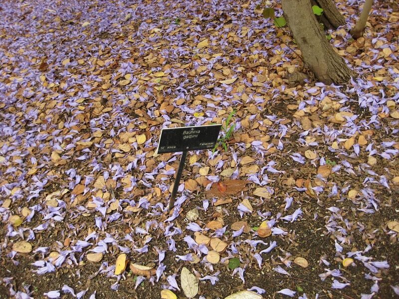 File:1280px-IMG 7066 hunt09jun.jpg