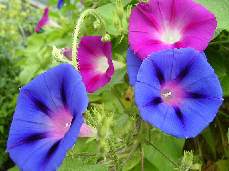 File:1280px-Morning glory2.jpg