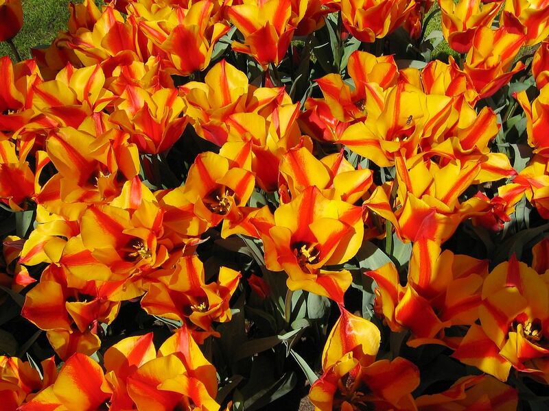 File:1280px-Tulipa Greigii Engadin 2.jpg