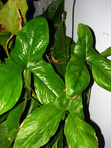 File:20100415035124!Cyrtosperma cuspidisphatum.jpg