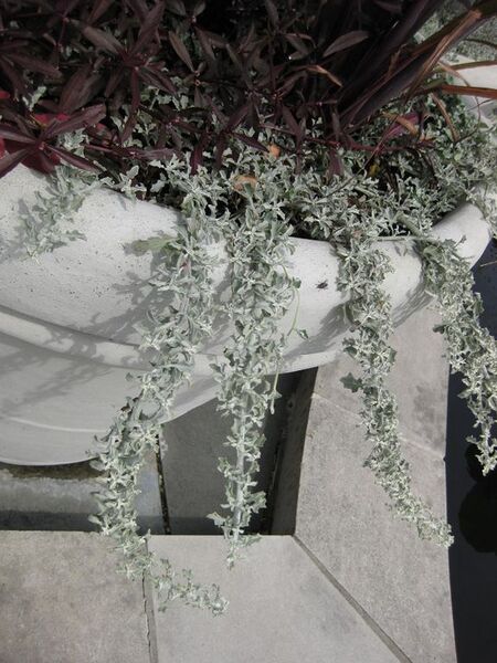 File:576px-IMG 0767 bbg09.jpg