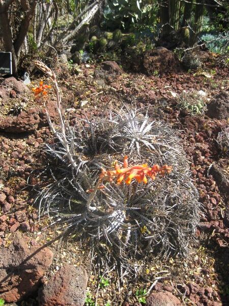 File:576px-IMG 2465 hunt0903.jpg