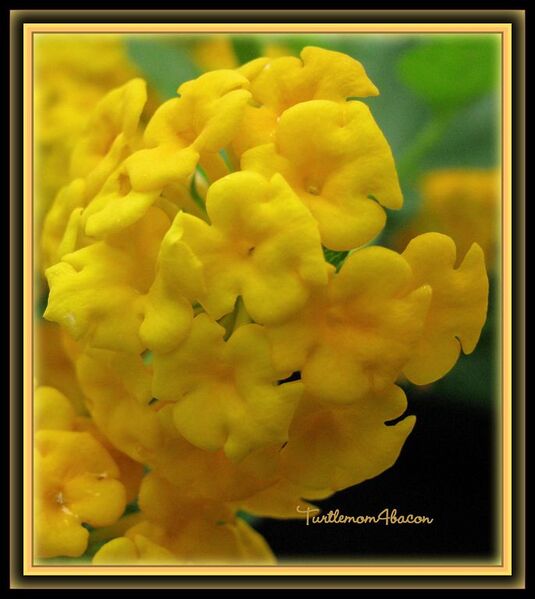 File:686px-Yellow lantana-6496.jpg