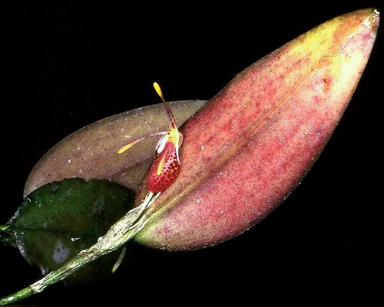 File:960px-Restrepia muscifera Orchi 01.jpg